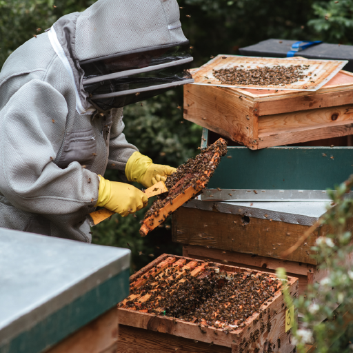 Apiculteur ouvrant une ruche rempli d'abeille