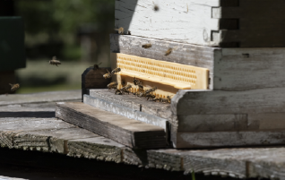 Comment démarrer une ruche d’abeilles ?