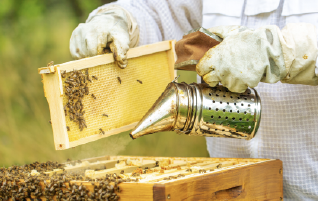 Comment traiter les maladies des abeilles ?