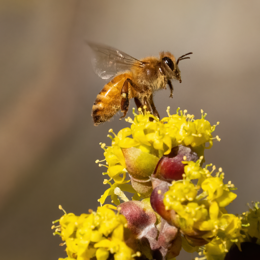 Abeille Buckfast