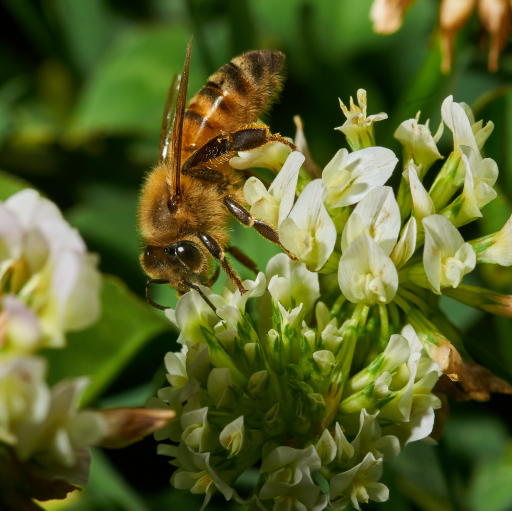 Abeille Ligustica